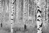 Brewster Home Fashions Birch Forest Wall Mural