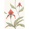 Cole & Son Orchid Red/White Wallpaper