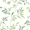 Brewster Home Fashions Sanibel Green Trail Wallpaper