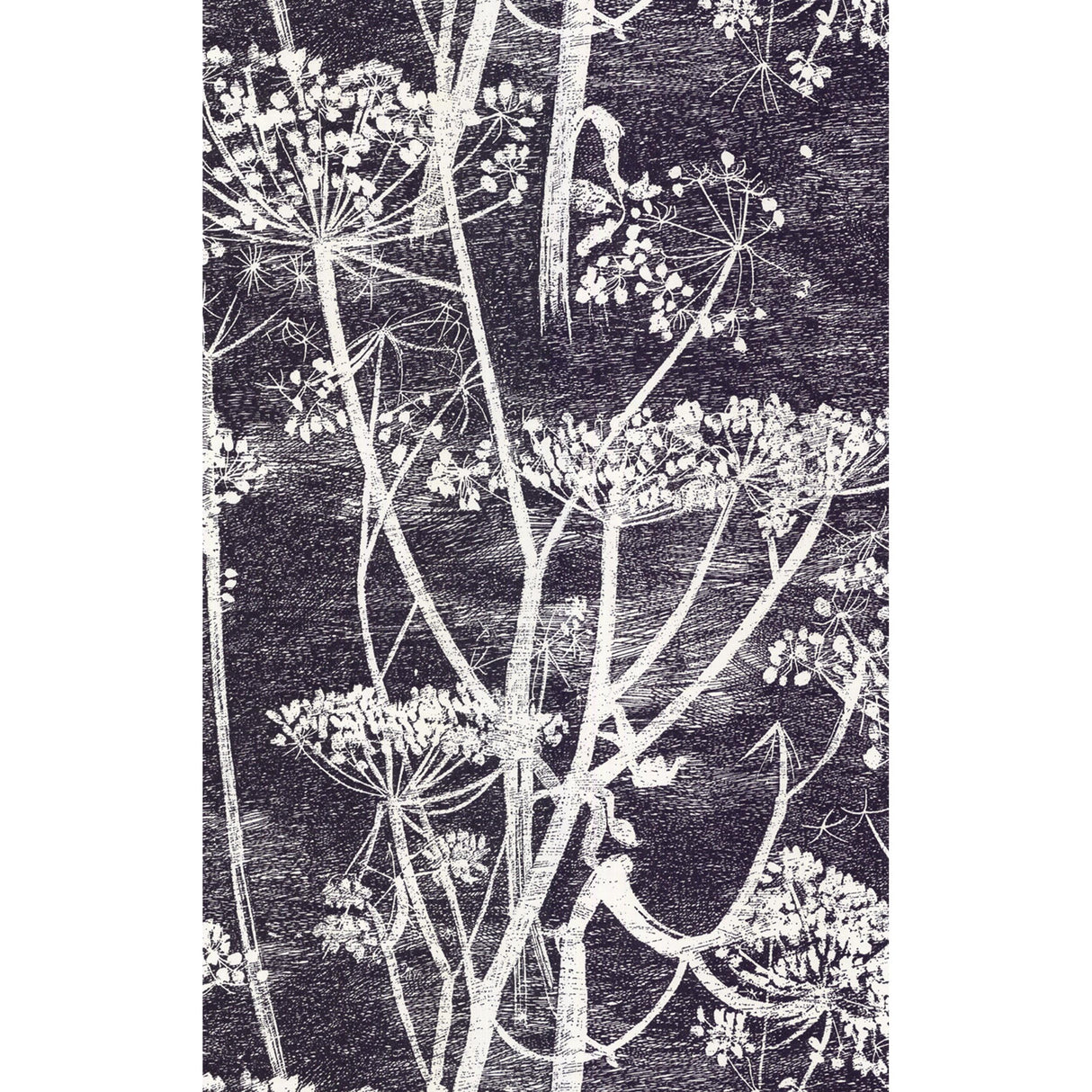 Cole & Son COW PARSLEY WHITE/BLK Wallpaper