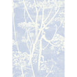 Cole & Son COW PARSLEY WHITE/BLU Wallpaper