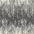 Schumacher Birches Black/White Wallpaper