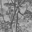 Cole & Son COW PARSLEY CHARCOAL Wallpaper