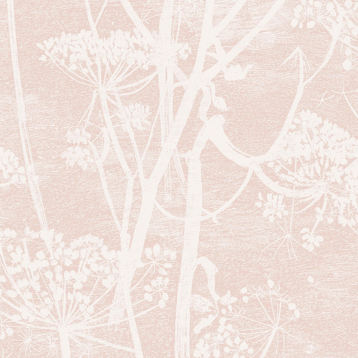 Cole & Son COW PARSLEY PLASTER PINK Wallpaper