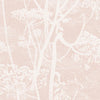 Cole & Son Cow Parsley Plaster Pink Wallpaper