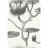 Cole & Son LILY BLACK/WHITE Wallpaper
