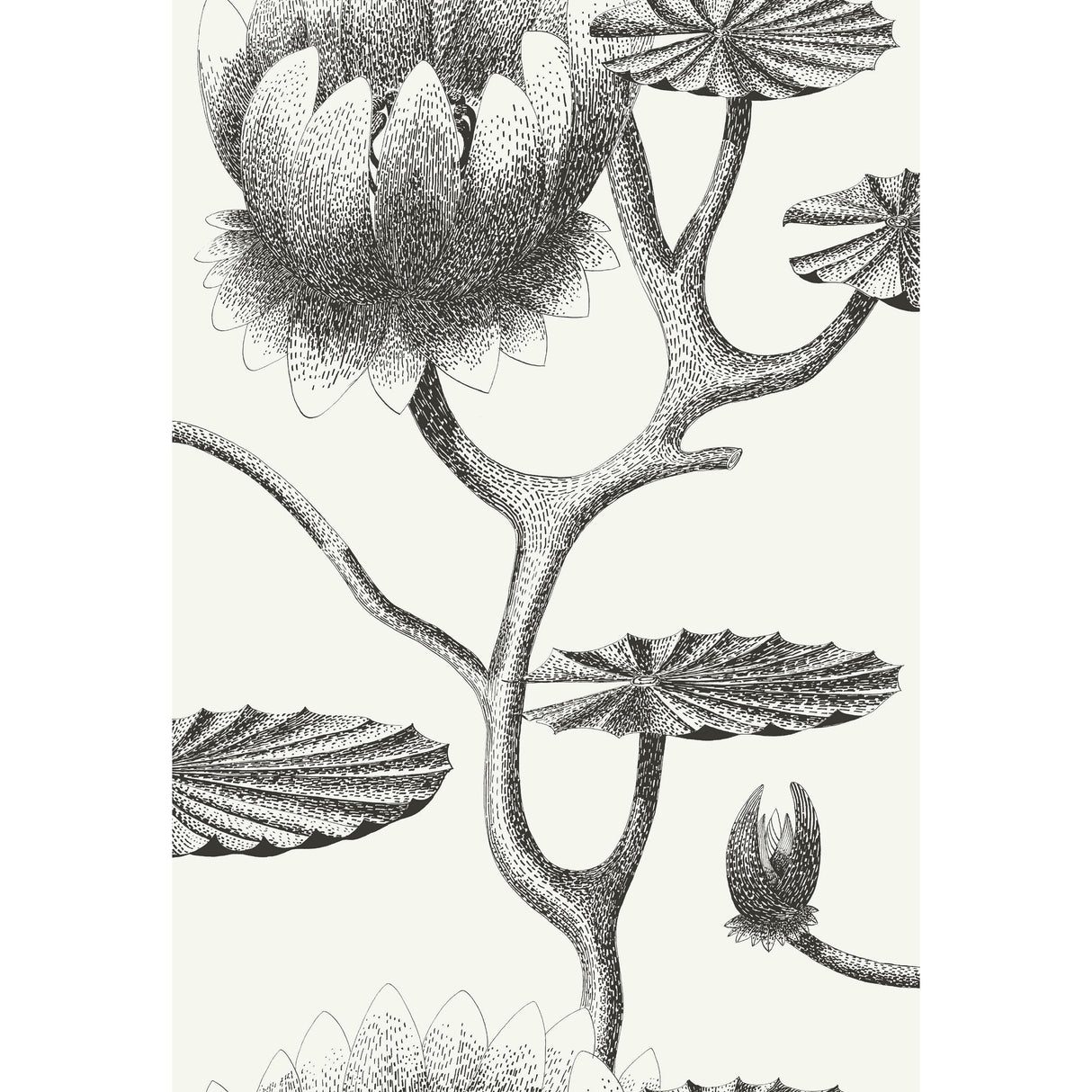 Cole & Son LILY BLACK/WHITE Wallpaper