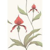 Cole & Son ORCHID RED/WHITE Wallpaper
