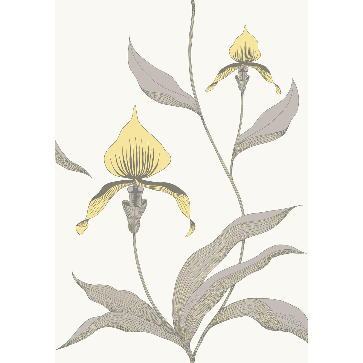 Cole & Son ORCHID YELLOW/WHITE Wallpaper