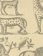 Andrew Martin ARK PARCHMENT Wallpaper