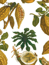 Gaston Y Daniela AMAZONIA ORIGINAL Wallpaper