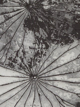 Scalamandre Lotus Espresso Fabric
