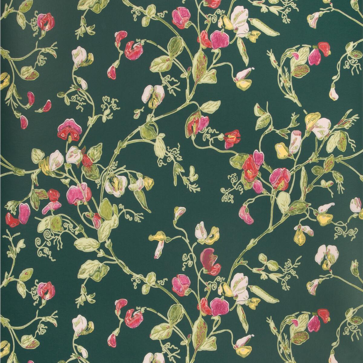 Cole & Son Sweet Pea Cerise/Magen/Vrdn Wallpaper