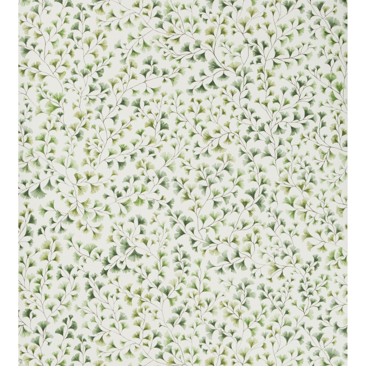 Cole & Son MAIDENHAIR OLIVE Wallpaper