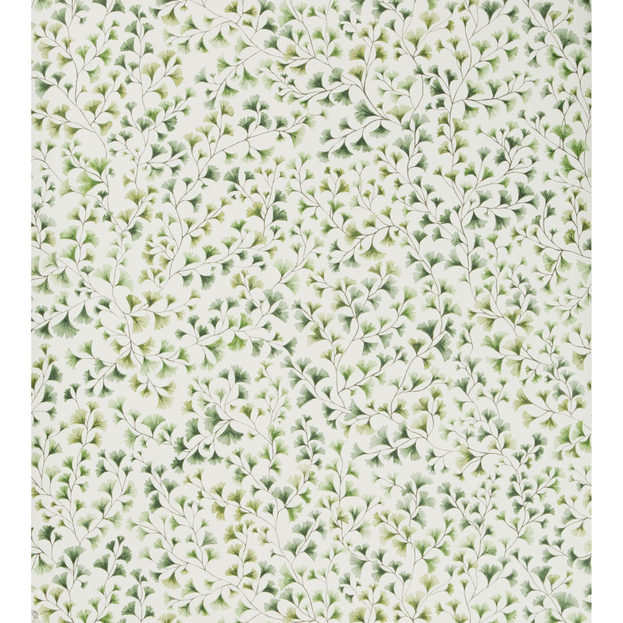 Cole & Son MAIDENHAIR OLIVE Wallpaper