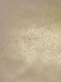 Scalamandre Hand Hammered Leaf Nickel Wallpaper