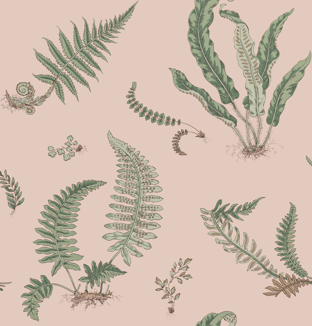 G P & J Baker FERNS BLUSH Wallpaper