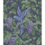 Cole & Son WOODVALE ORCHARD VIOL/INK Wallpaper