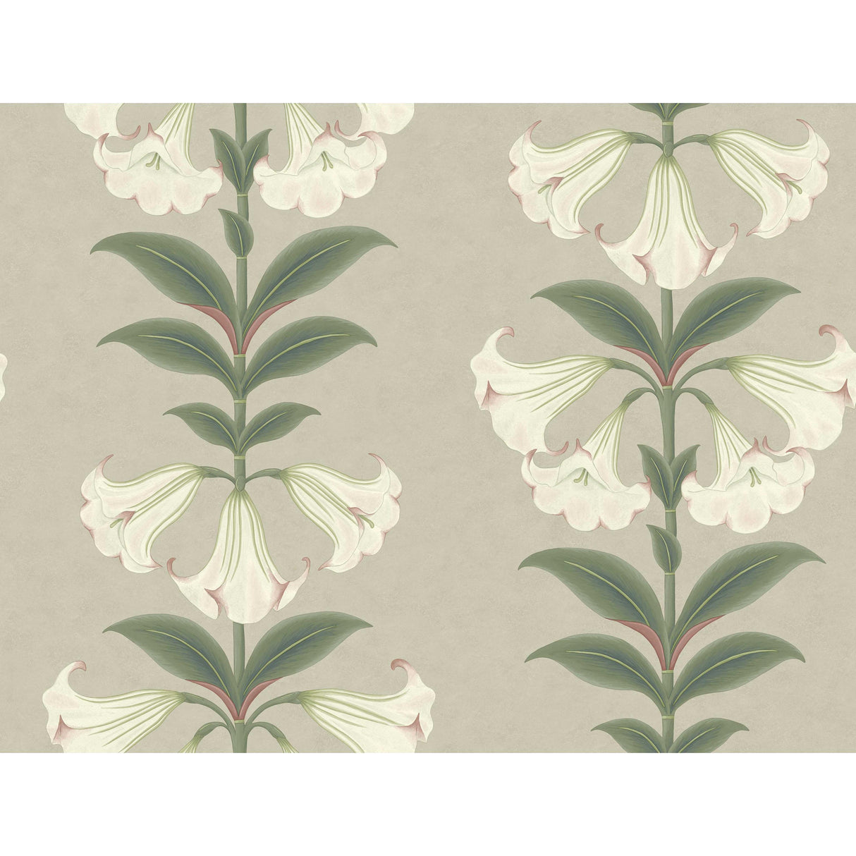 Cole & Son ANGELS TRUMPET CHALK & SAGE ON STONE Wallpaper