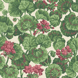 Cole & Son Geranium Rose/Forest Grn On Parchment  Wallpaper