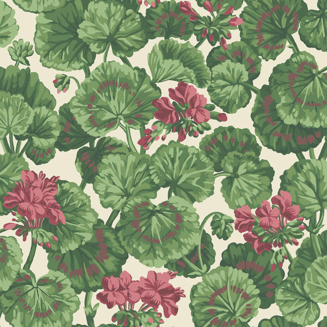 Cole & Son GERANIUM ROSE/FOREST GRN ON PARCHMENT Wallpaper