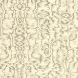 Maxwell AVINGTON (WP) #01 Wallpaper