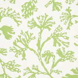 Schumacher Anthoza Green Wallpaper