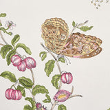 Schumacher Baudin Butterfly Blush Wallpaper