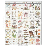 Schumacher Bauhin Document Multi Wallpaper