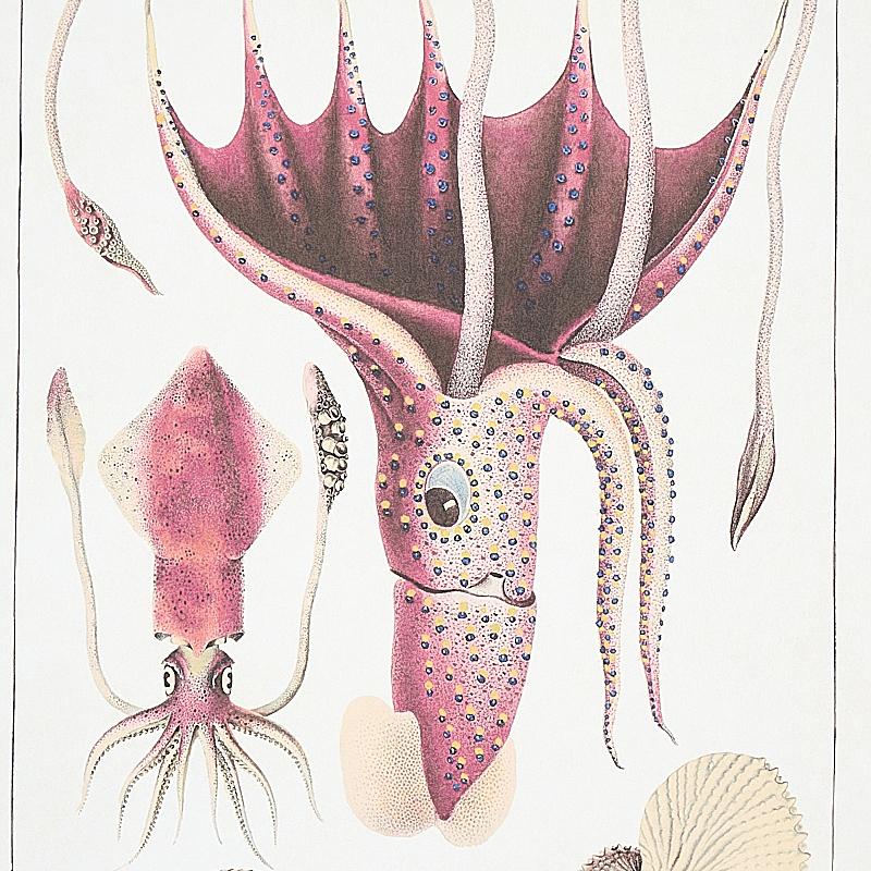 Schumacher Bauhin Document Multi Wallpaper