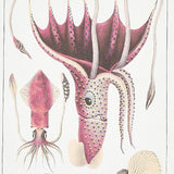 Schumacher Bauhin Document Multi Wallpaper