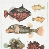 Schumacher Bauhin Document Multi Wallpaper