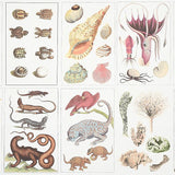 Schumacher Bauhin Document Multi Wallpaper