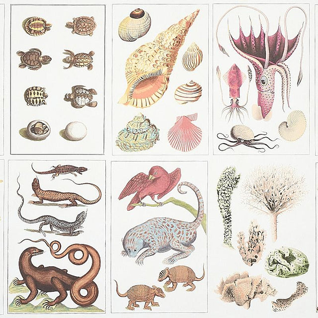 Schumacher Bauhin Document Multi Wallpaper