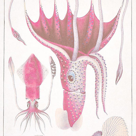 Schumacher Bauhin Soft Multi Wallpaper