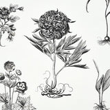 Schumacher Cabot Botanical Large Ivory Wallpaper