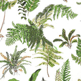 Schumacher Les Fougeres Document Wallpaper