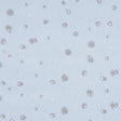 Schumacher Stellar Blue Wallpaper
