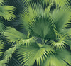 A-Street Prints Summer Palm Dark Green Tropical Wallpaper
