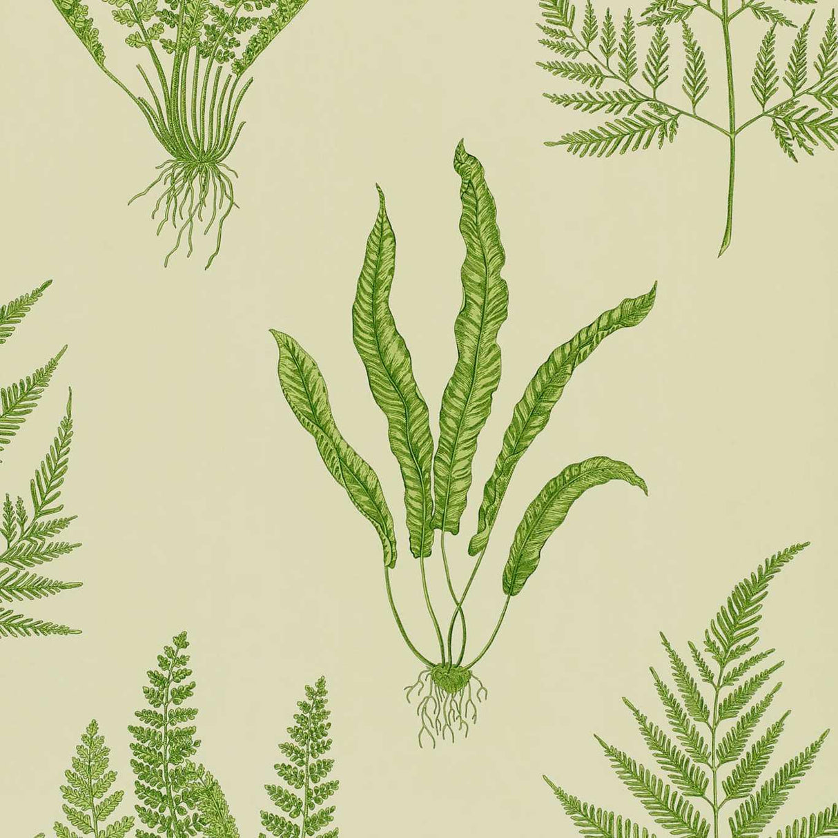 Sanderson Woodland Ferns Green Wallpaper
