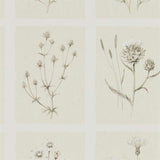 Sanderson Little Thistles Ecru Wallpaper