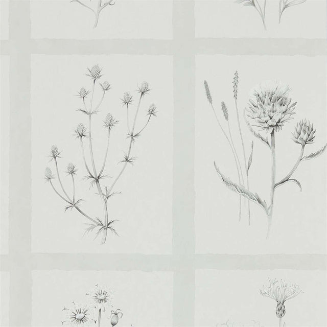 Sanderson Little Thistles Pewter Wallpaper