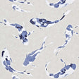 Harlequin Koi Indigo Wallpaper