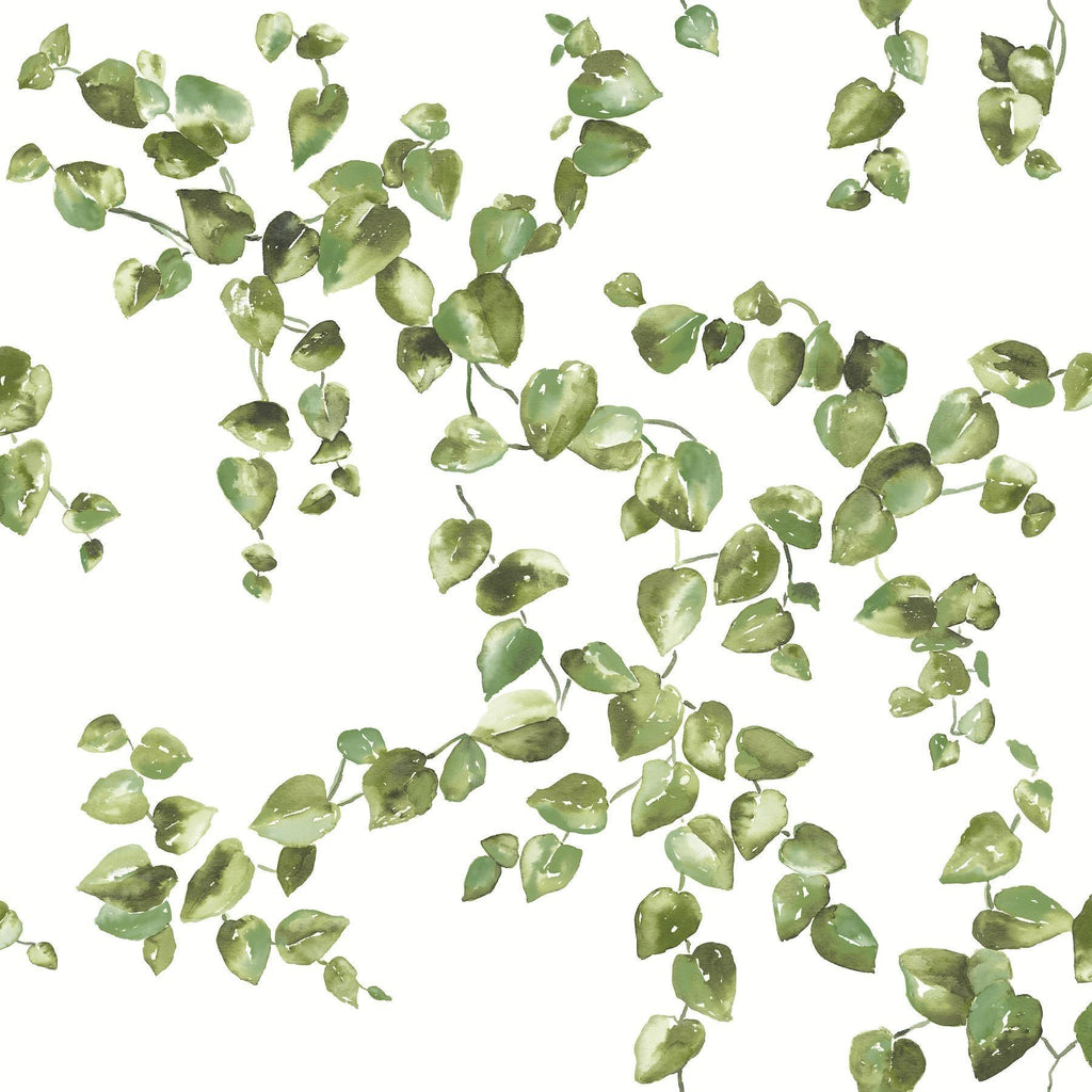 York Creeping Fig Vine Green Wallpaper