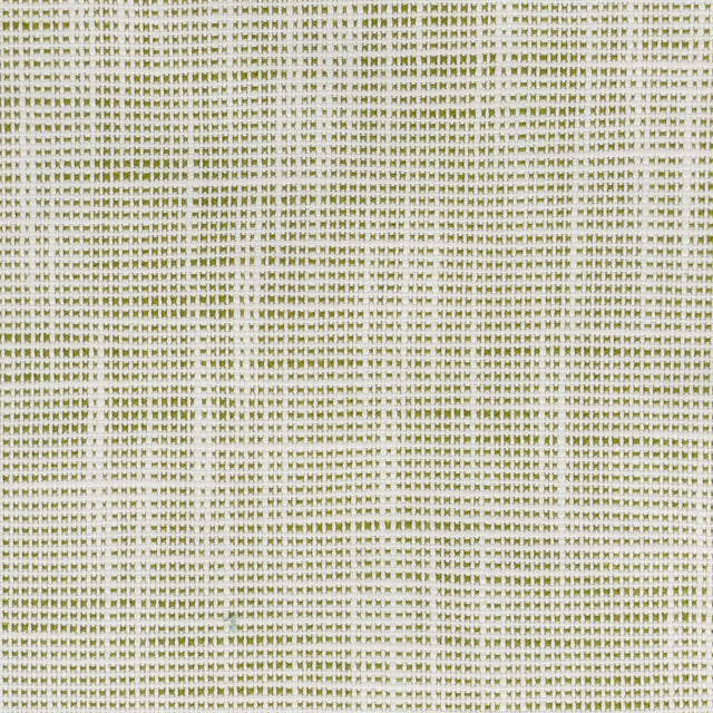 Stout FAME SEEDLING Fabric