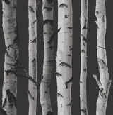 Brewster Home Fashions Distinctive Black Birch Tree Wallpaper