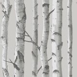 Brewster Home Fashions Mountain Birch Peel & Stick Grey Wallpaper
