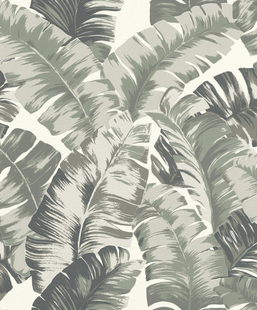 Brewster Home Fashions Pisang Sage Palm Leaf Wallpaper