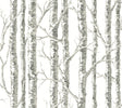 York Paper Birch White/Gray Wallpaper
