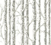 York Paper Birch White/Gray Wallpaper